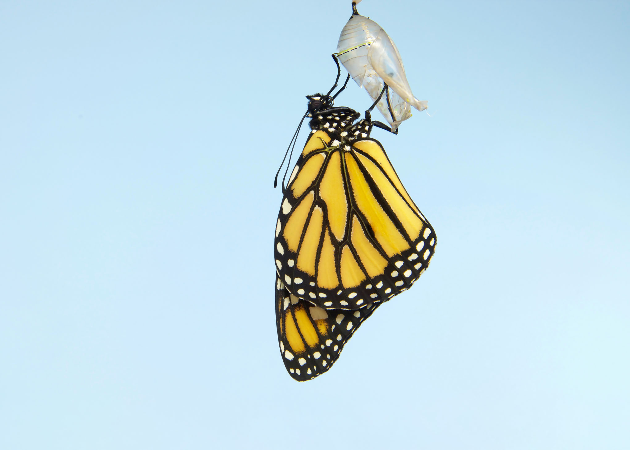 Close up of one Monarch Butterfly hanging from a chrysalis, wings slowly extending, wings almost fully extended. Light blue background.